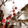 Spiky Frost on the Berries