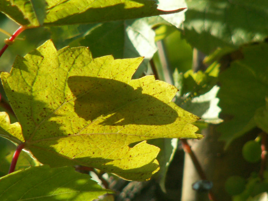 Butterfly in leaf