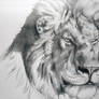 Lion WIP pt3