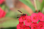 Polinizating by Marcusfpavani
