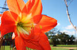 Orange by Marcusfpavani