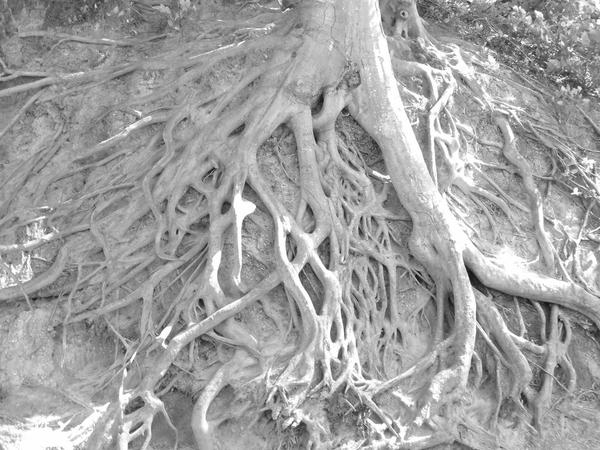 Tangled Roots by OutsideHistory on DeviantArt