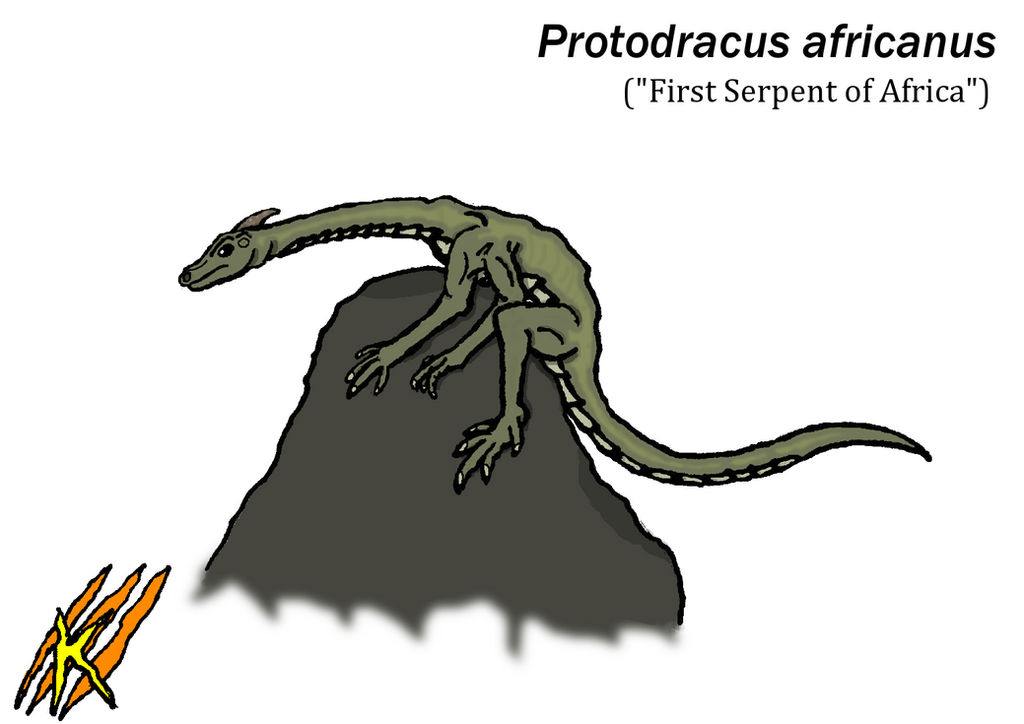 DNH 01 - Protodracus africanus