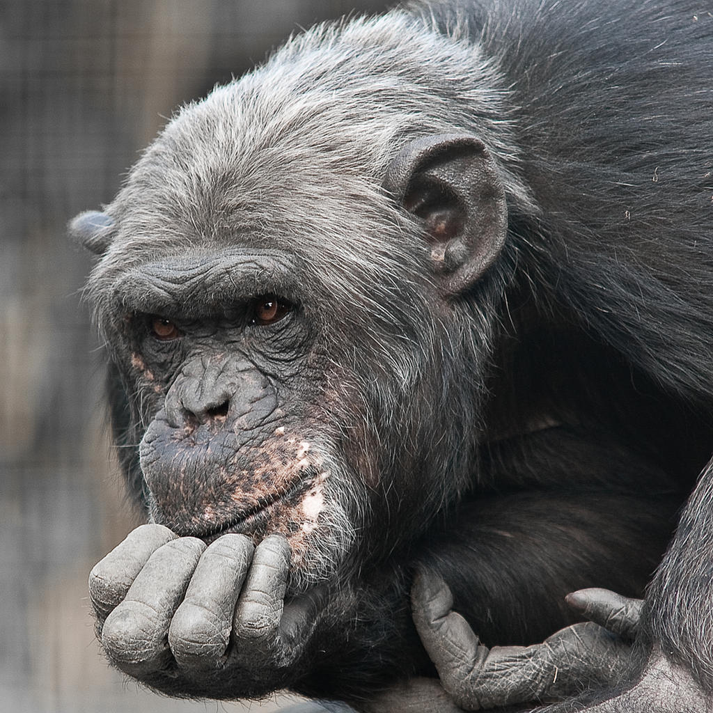 Chimpansee-20110504-162753