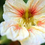 White Nasturtium II