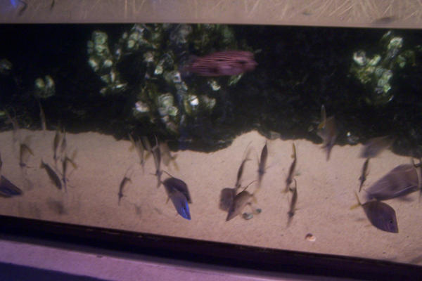 Multiple Fish by soeursdelunar on DeviantArt