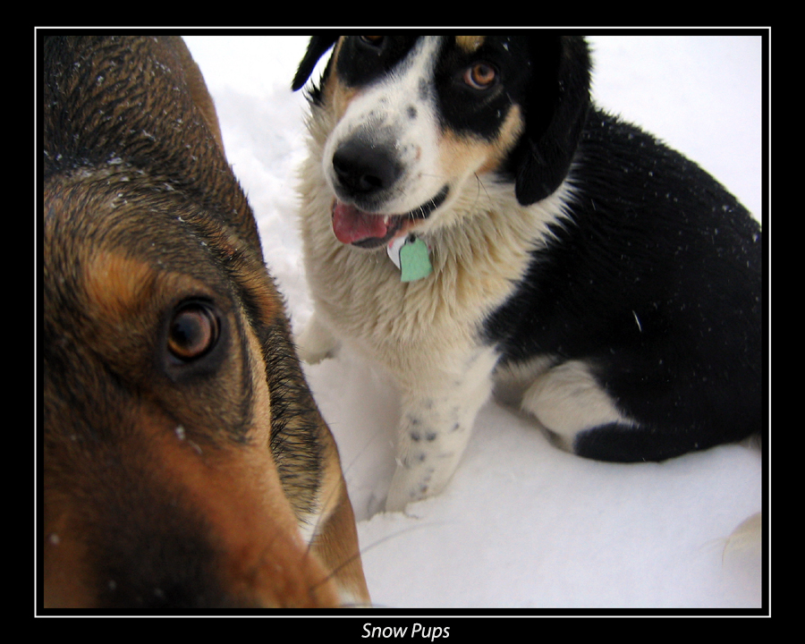 Snow Pups