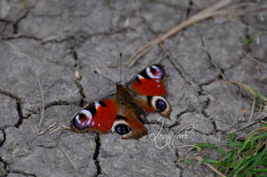 The Peacock Butterly