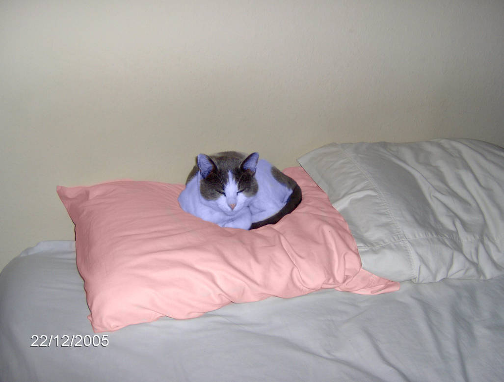 Cold Kitty on a Bed of Rose