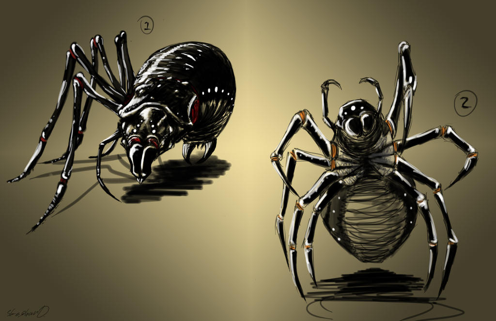 Spider Insect Deviantart Spiders by MrSDooley on DeviantArt