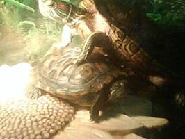 Red Eared Sliders