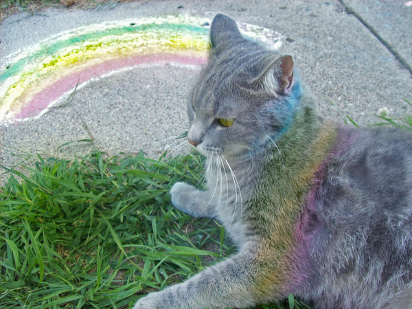 The Amazing Rainbow Cat