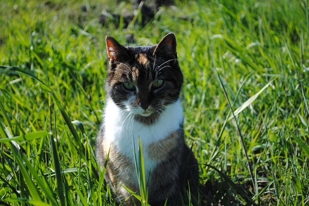 Pretty kitty by Nazus-98 on DeviantArt