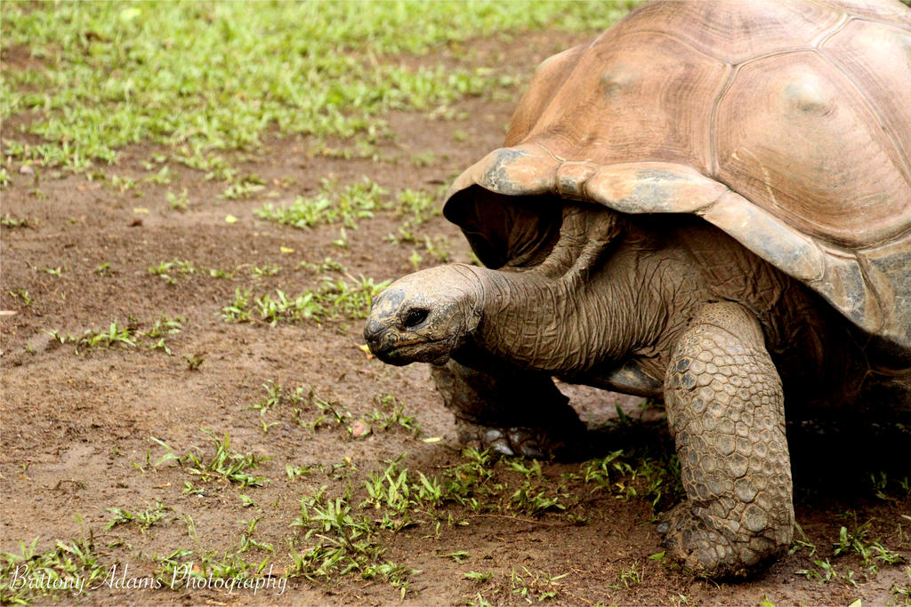 Aldabra Giant Tortoise 2