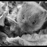 Thousand Acre Vole - Oct 2007