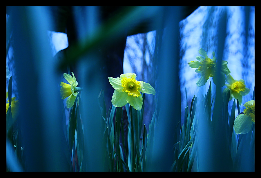 Under the birdbath - May 2008