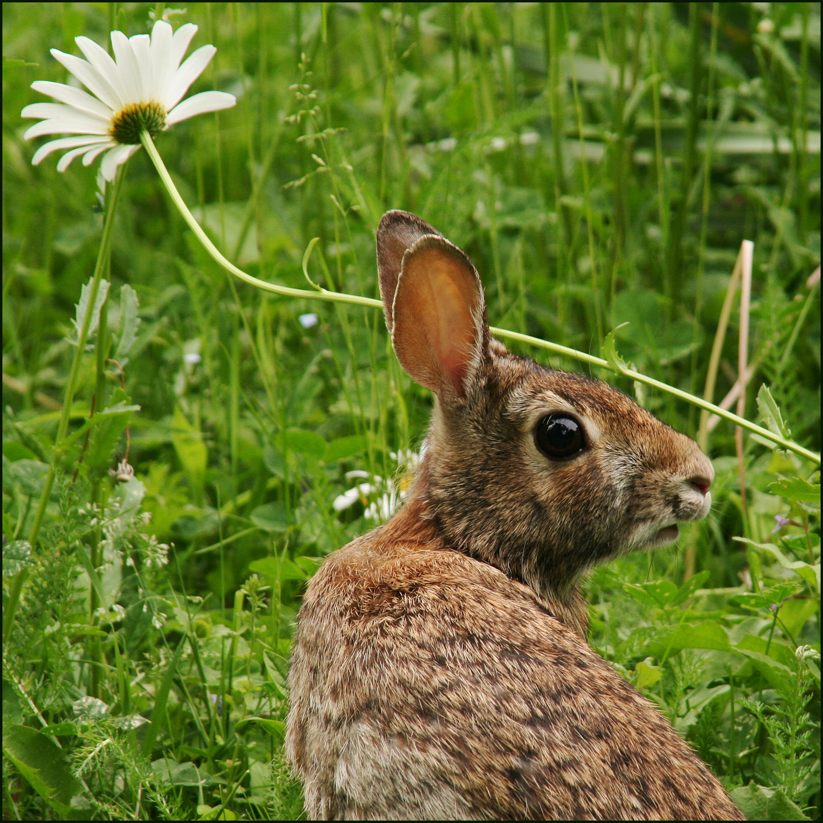 2009-167 Wary watchful - June 2009