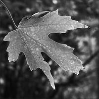 One leaf - Oct 2009