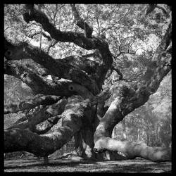 2013-011 Angel Oak Reaching