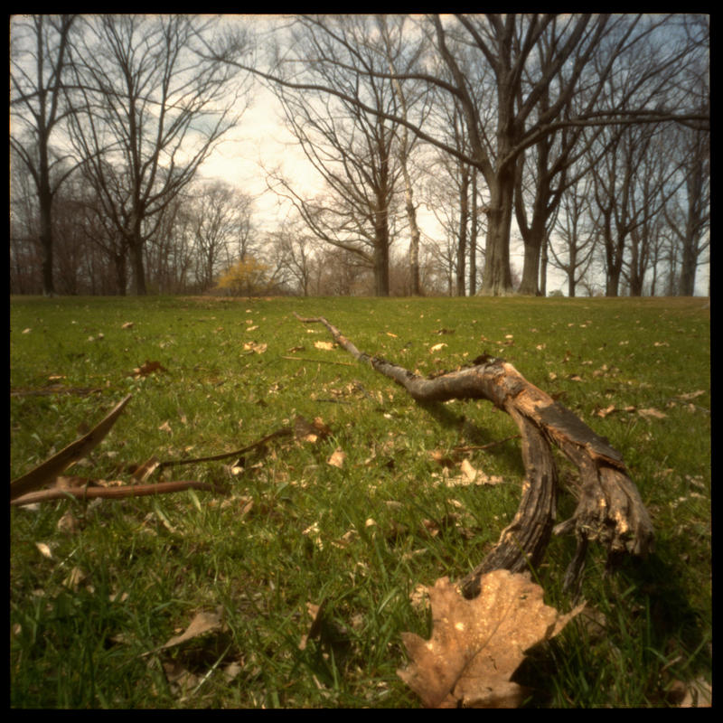 2013-126 Picnic in the park -- Leaf and log