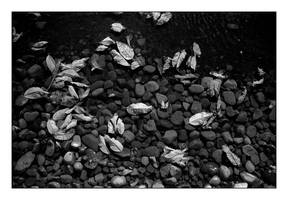 2014-293 Autumn at my feet