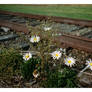2014-310 By the tracks