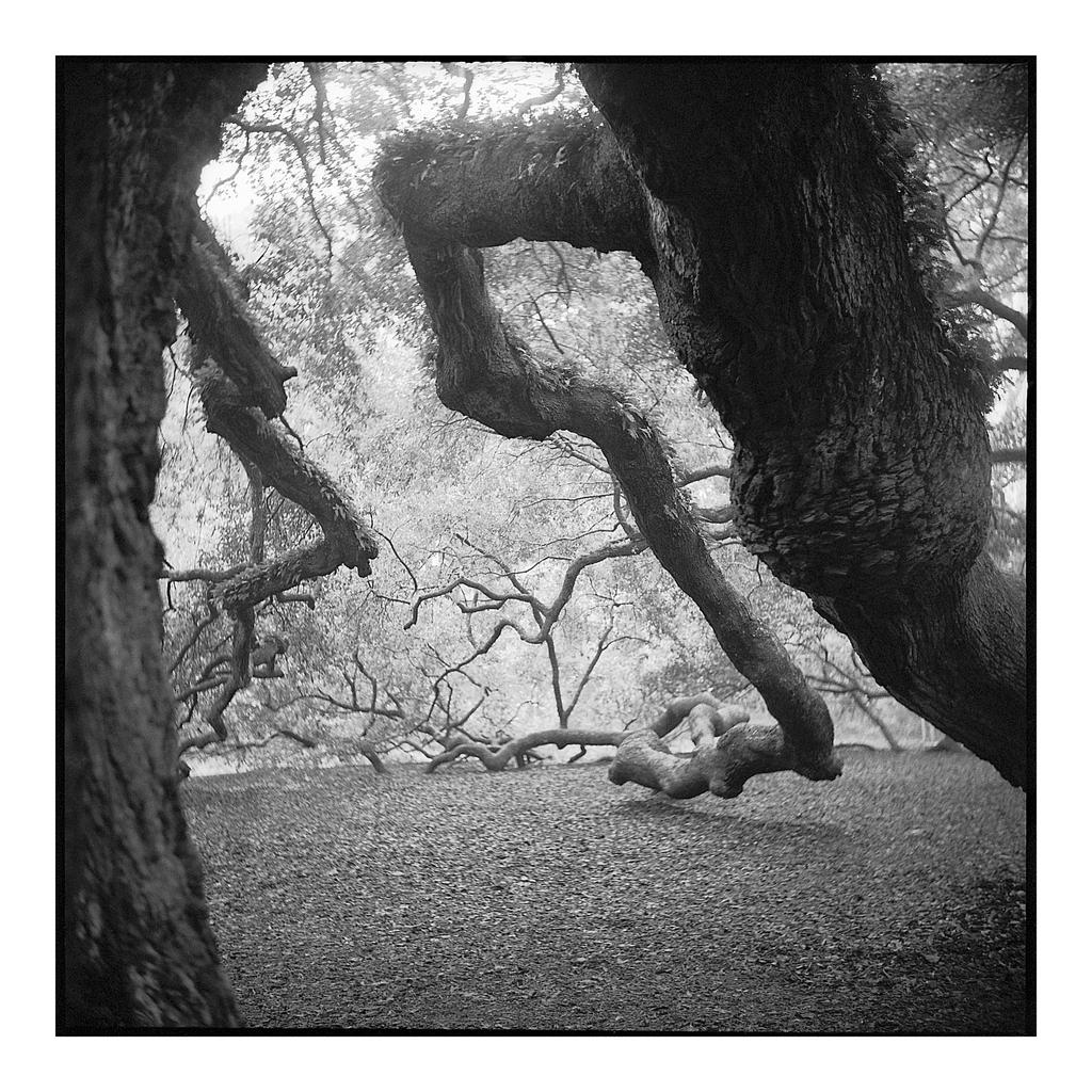 2015-006 Angel Oak - shoulders and elbows