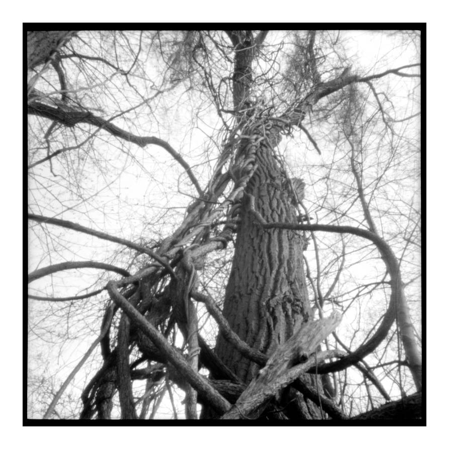 2016-130 Twisted ascent by pearwood 2016-130 Twisted ascent by pearwood