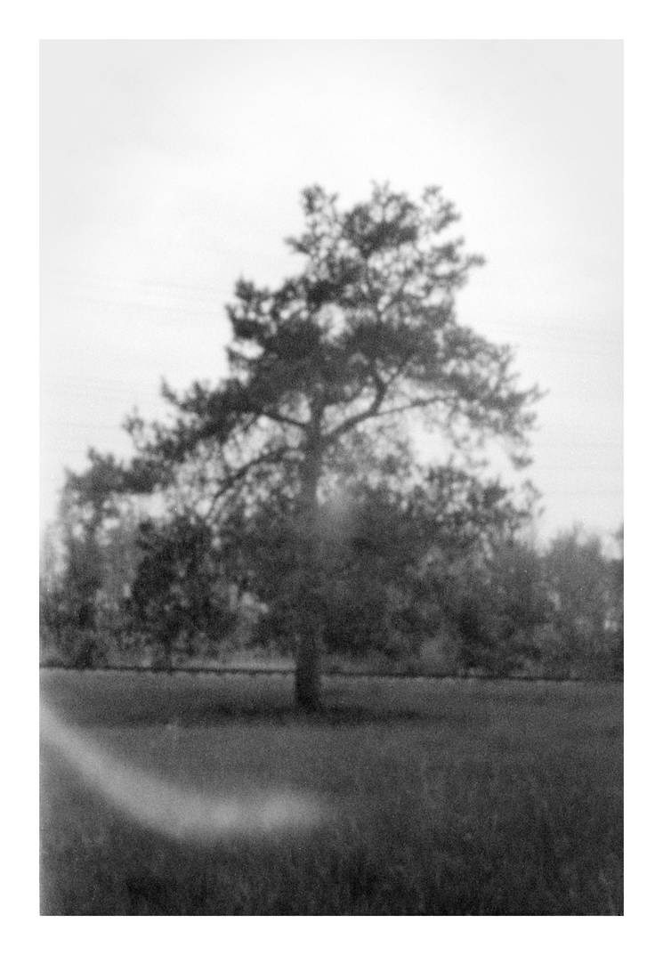 2016-149 I photograph this tree with each camera by pearwood