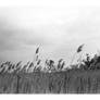 2016-177 Wind and clouds at Mendon Ponds