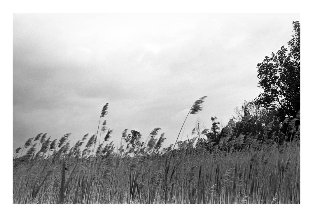 2016-177 Wind and clouds at Mendon Ponds by pearwood 2016-177 Wind and clouds at Mendon Ponds by pearwood