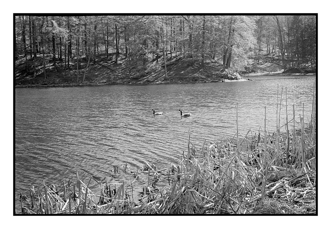 2018-122 Canada Geese on Eastman Lake by pearwood 2018-122 Canada Geese on Eastman Lake by pearwood