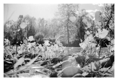 2020-318 Rocks and leaves, forest and river