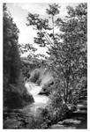 2021-237 Tree and falls by pearwood