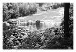 2022-175 Leaves above the lower falls by pearwood