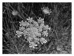 2022-213 Queen Anne's Lace by pearwood