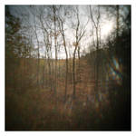 2022-315 Subdued light by pearwood