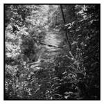 2023-226 Low water on Silver Lake Outlet at 800 by pearwood