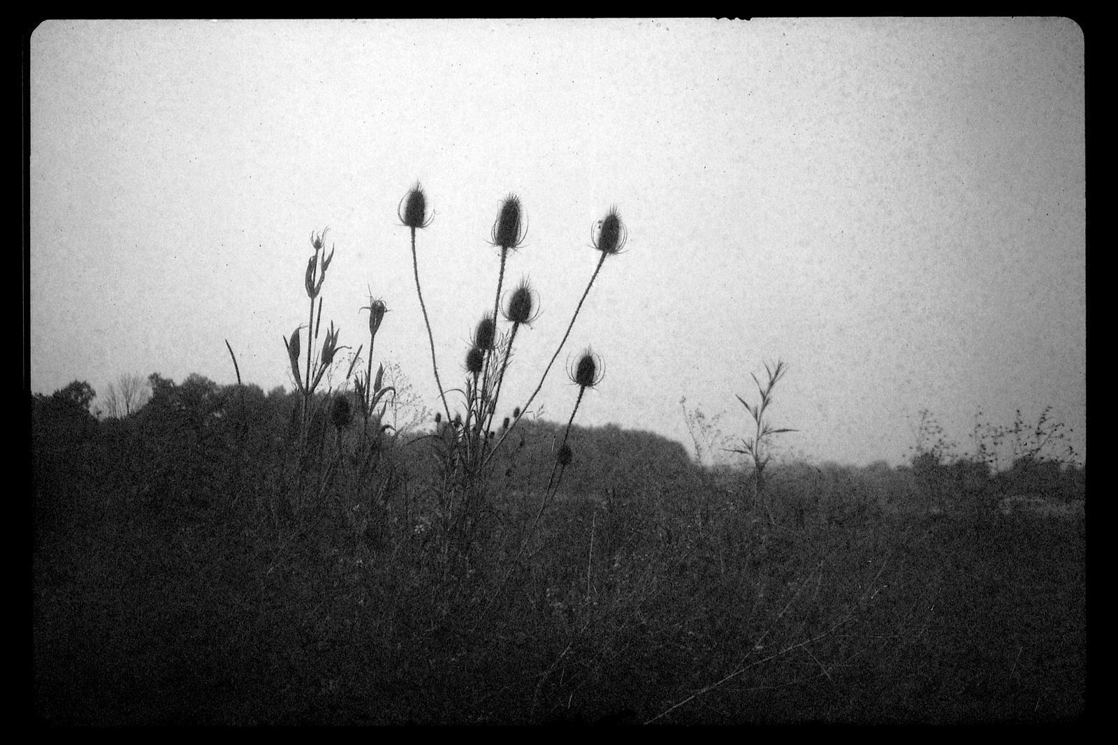 2024-059 At the edge of the meadow