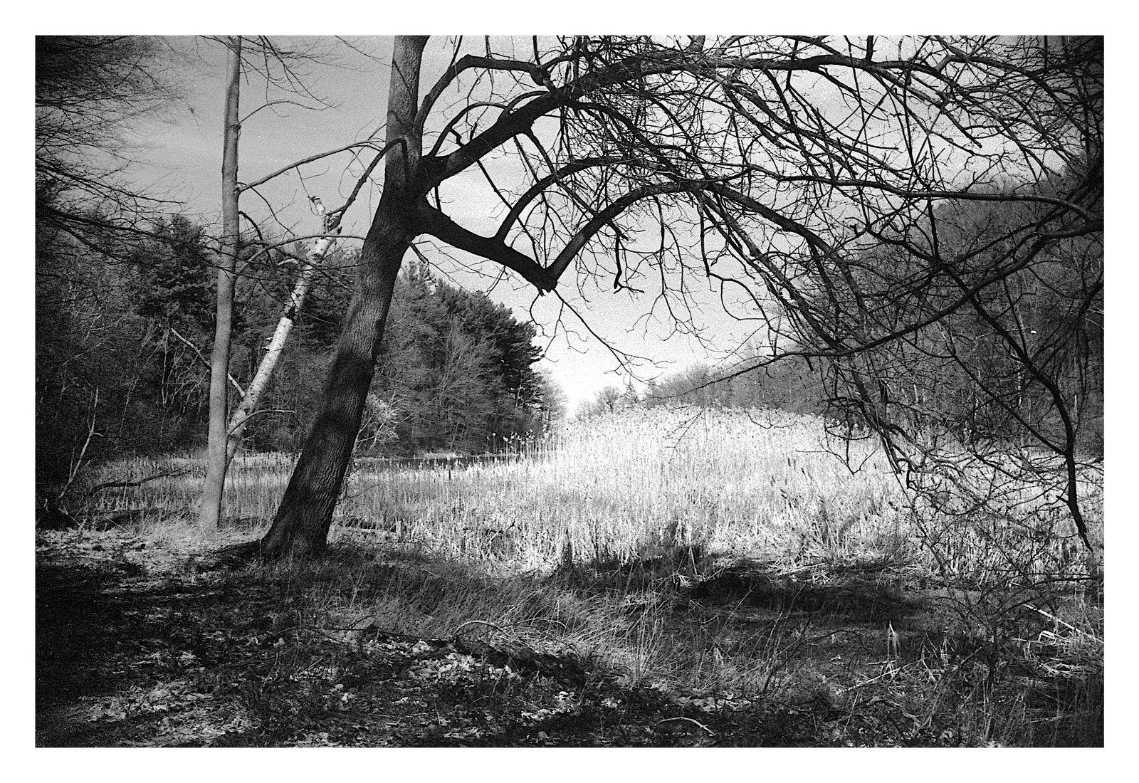 2024-117 Two trees by Eastman Lake