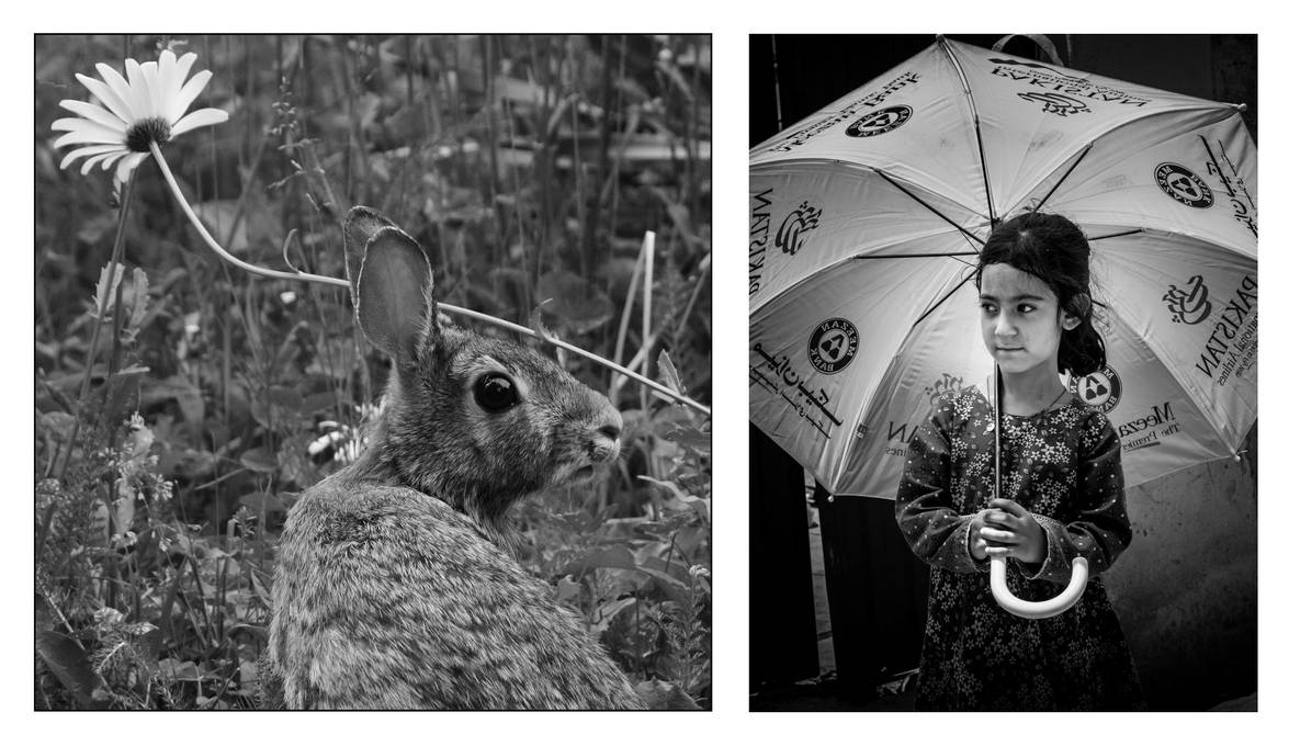 2024-144 Wary watchful diptych
