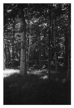 2024-173 The fallen branch