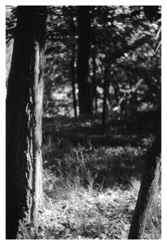 2024-172 Into the woods