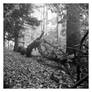 2024-312 Beauty in unlikely places