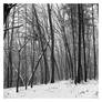 2024-358 Hiking Letchworth on a snowy day
