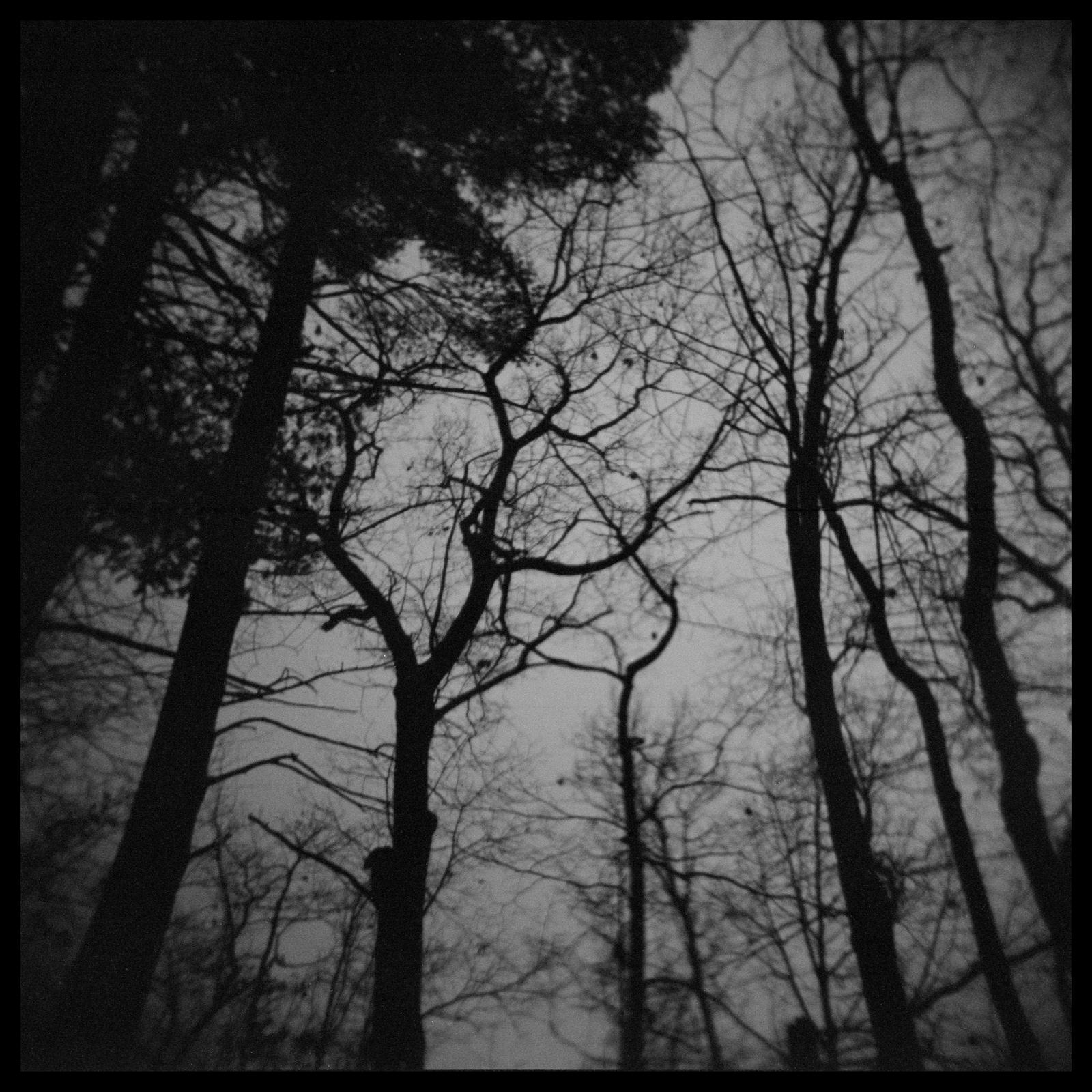 2025-017 Dark the woods and bright the sky