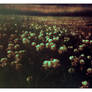 2025-208 Flowers in the field