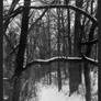 2026-088 A dreary day, a lovely day