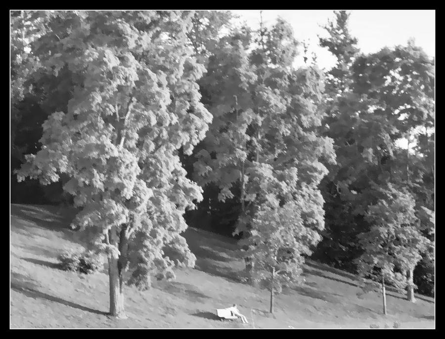 Painted trees July 2006 by pearwood on DeviantArt