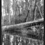 2026-176 Fallen by the lake